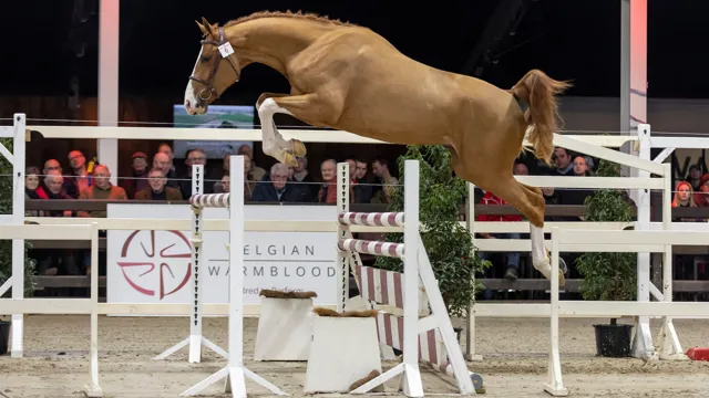 Ontdek de springkampioenen van morgen op 21 maart in Kester