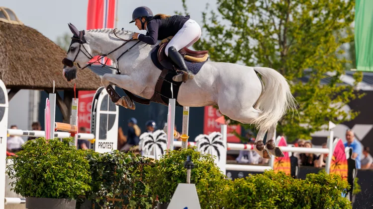 Desperados by Hidalgo Z zijn volle broer Impressario van de Heffinck