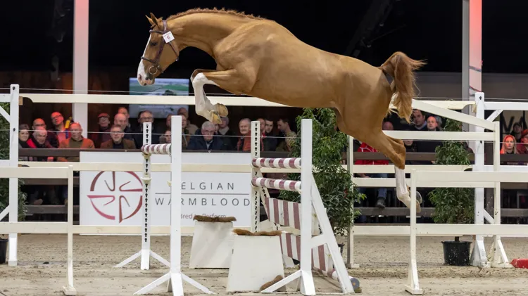 Ontdek de springkampioenen van morgen op 21 maart in Kester