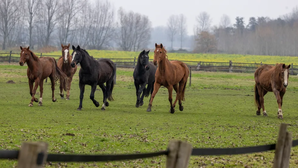 Vlaanderen telt naar schatting zo’n 200.000 paarden