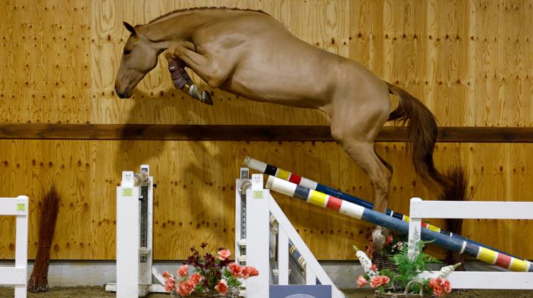 Les ventes Horse Auction Belgium avancent la Collection New Year, du 7 au 9 et 10 janvier