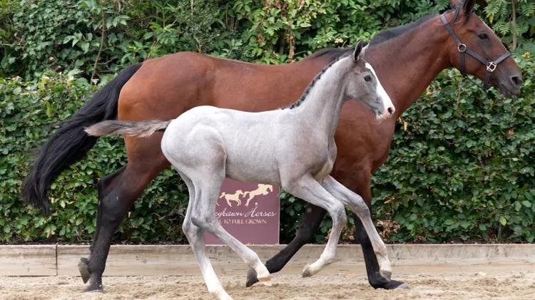 Boleybawn Titan (Dominator 2000 Z x Crown Z), volle broer van Boleybawn Alvaro, bracht 40.000 euro op en blijft in Ierland.