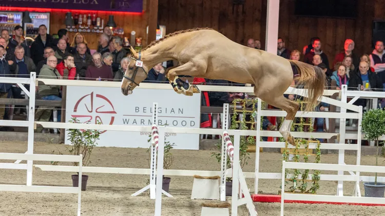 Alexander de Muze is één van de hengsten die groen licht kreeg voor de derde fase