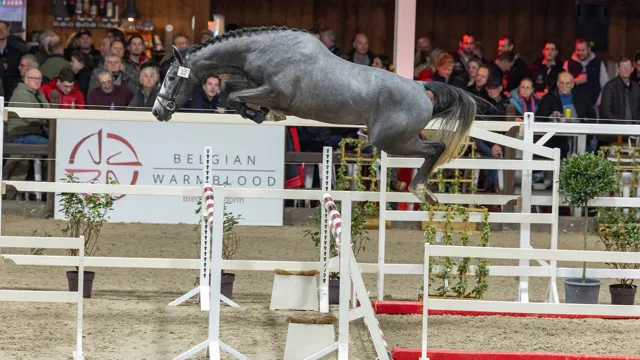 Asterix van de Grooten Hardink, één van de deelnemers die vandaag zijn kwaliteiten liet zien