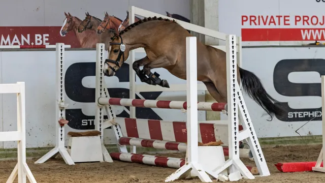 BRp brengt ponyfokkers samen voor een leerrijke avond