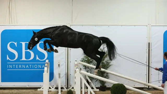 Maar liefst 33 hengsten werden goedgekeurd