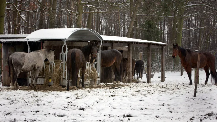 Wie dieren houdt in de weide, moet hen op een eenvoudige en correcte manier kunnen beschermen tegen weer en wind.