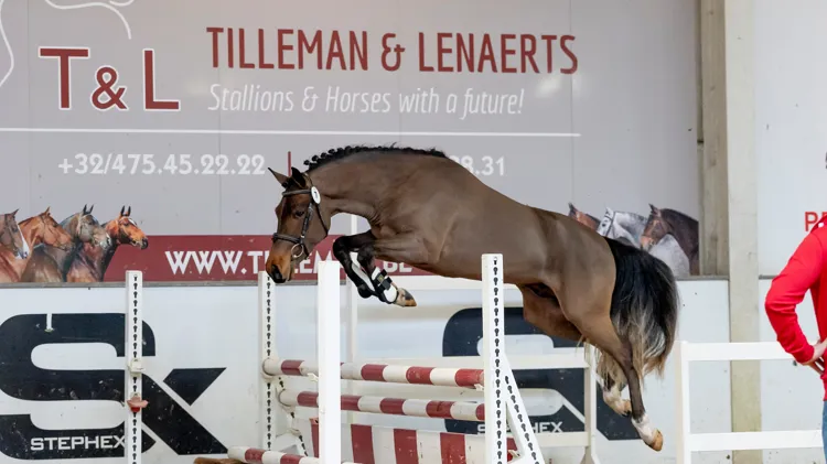 Vooruitblik naar de BRp hengstenkeuring