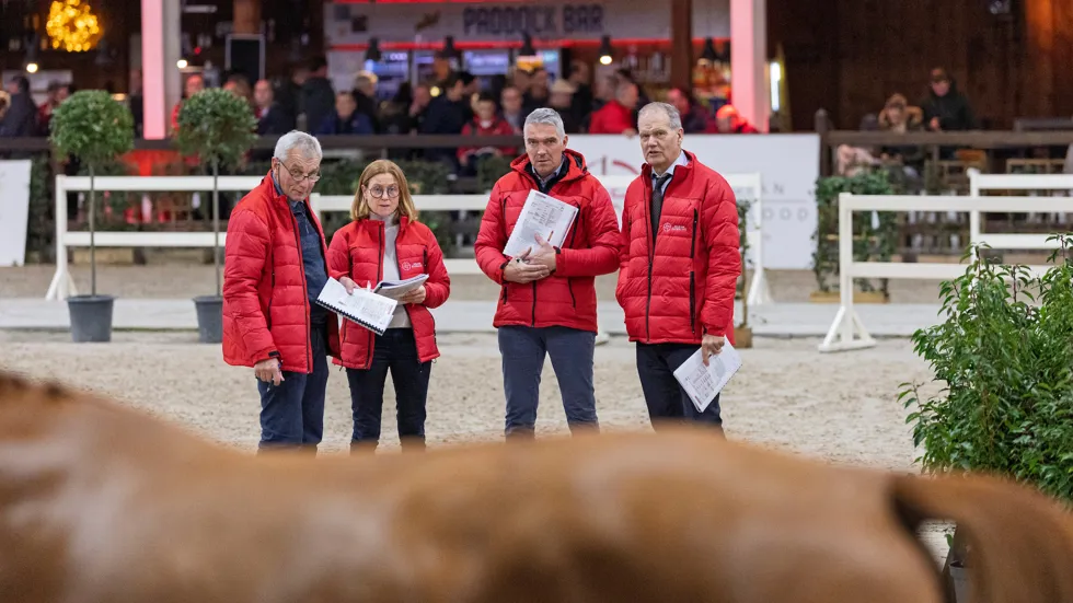 De jury is klaar voor de tweede fase van de BWP hengstenkeuring