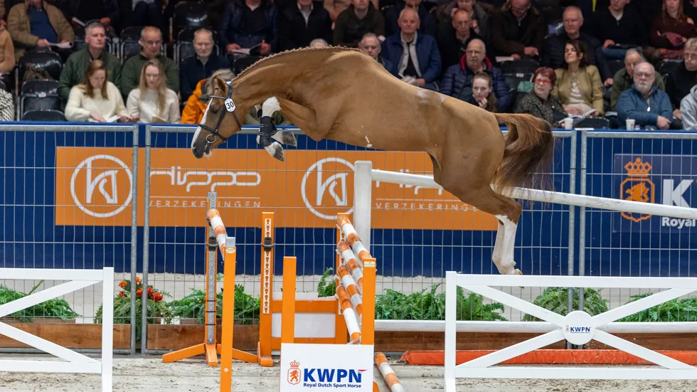 Crescendo van de Boxem Z