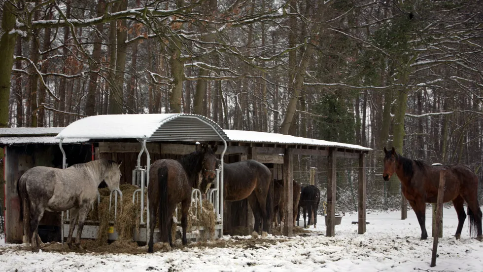 Wie dieren houdt in de weide, moet hen op een eenvoudige en correcte manier kunnen beschermen tegen weer en wind.
