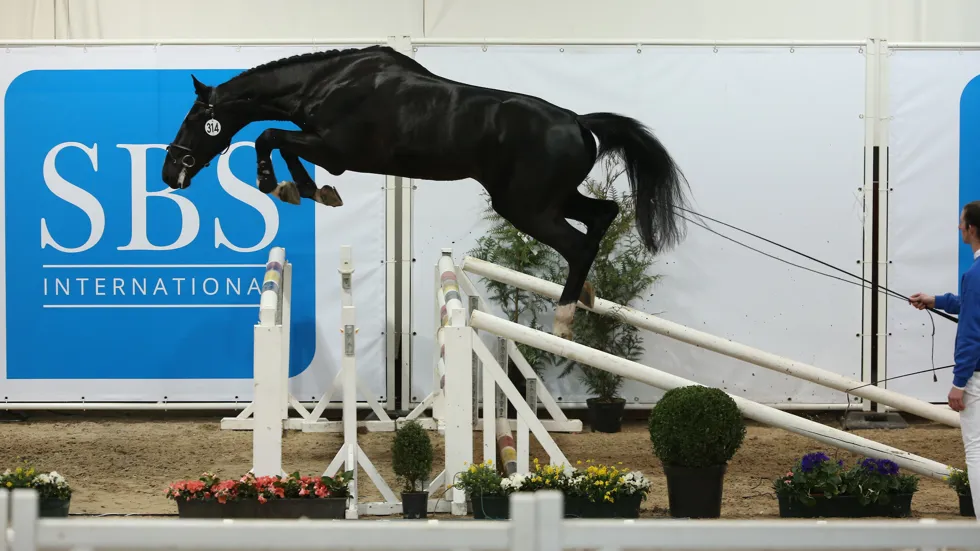 Maar liefst 33 hengsten werden goedgekeurd