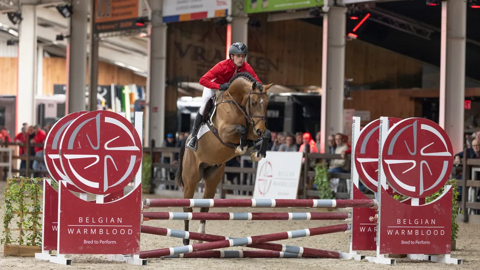 Van De Heffinck domineert BWP-primering met kampioen en geprimeerde hengsten