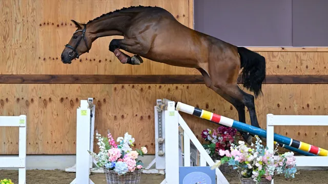 21 exclusieve jonge paarden zitten in de collectie
