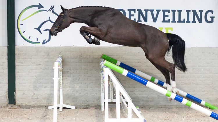 Veilingtopper Roli Coeur Field