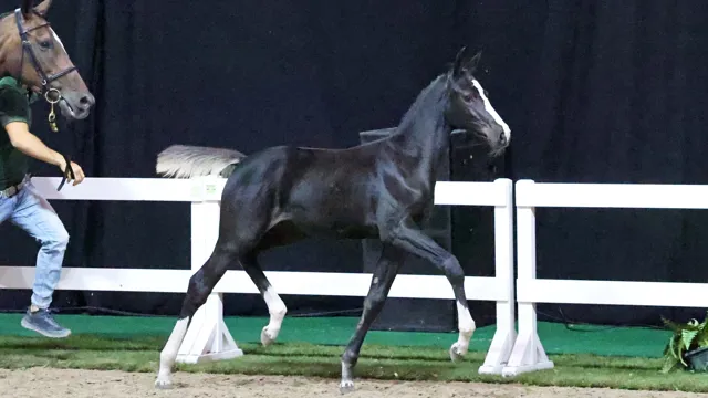 Elaba van Overis Z (Emerald x Celano x Darco), gefokt uit de 1.60m Grand Prix-merrie Ciske van Overis, werd voor 46.000 euro naar Ierland verkocht.
