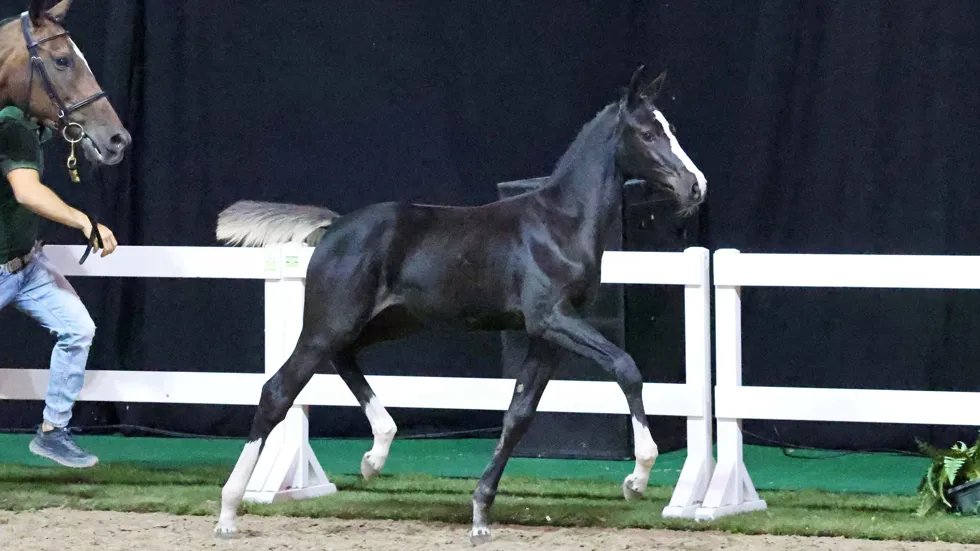 Elaba van Overis Z (Emerald x Celano x Darco), gefokt uit de 1.60m Grand Prix-merrie Ciske van Overis, werd voor 46.000 euro naar Ierland verkocht.