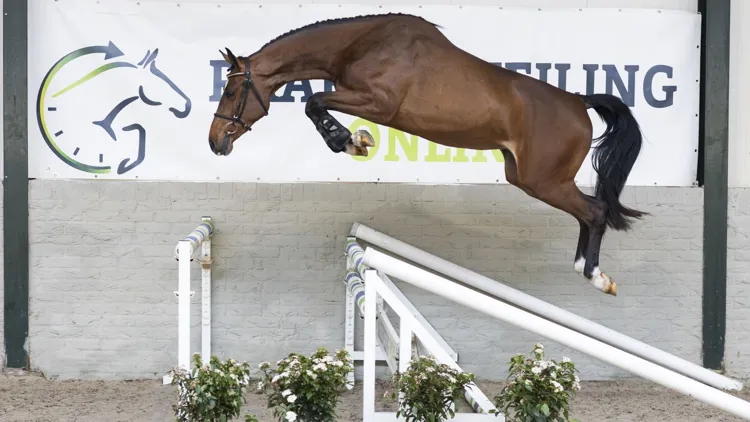 De veiling is geopend!