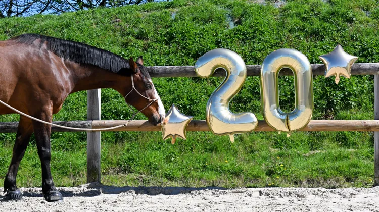 Depuis vingt ans, Ravene accompagne le bien-être des chevaux à travers des soins pensés pour leur quotidien.