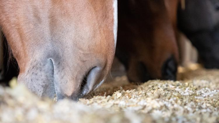 “Faut-il supprimer l’amidon de l’alimentation de nos chevaux ?”, Anne-Gaëlle Goachet