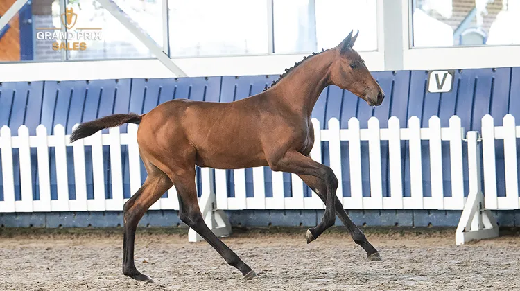 Grand Prix Sales propose une collection exceptionnelle de poulains d'élite de saut d'obstacles et de dressage, à découvrir lors de deux ventes aux enchères en ligne les 6 et 8 juillet 2026.