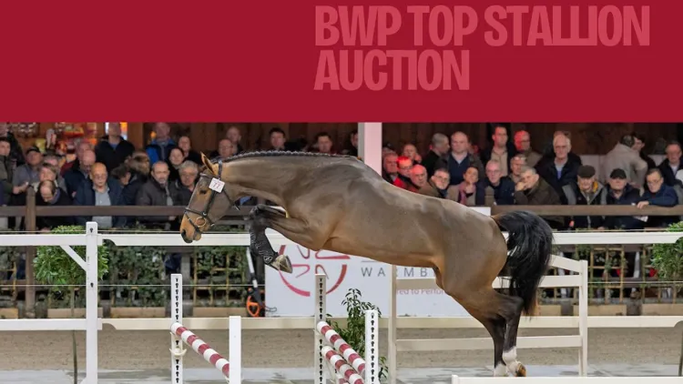 Ontdek de collectie van de BWP Top Stallion Auction