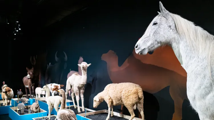Le cheval naturalisé présent dans le parcours de l’exposition, lourd de trois cents kilos, a été transféré depuis le Musée Muséum départemental des Hautes-Alpes.