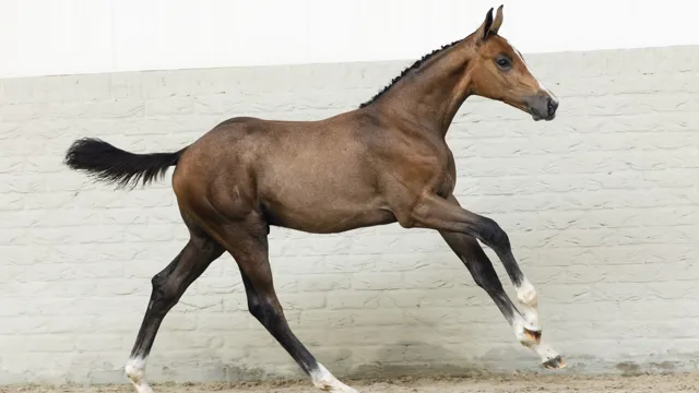 Ontdek de collectie van Paardenveilingonline