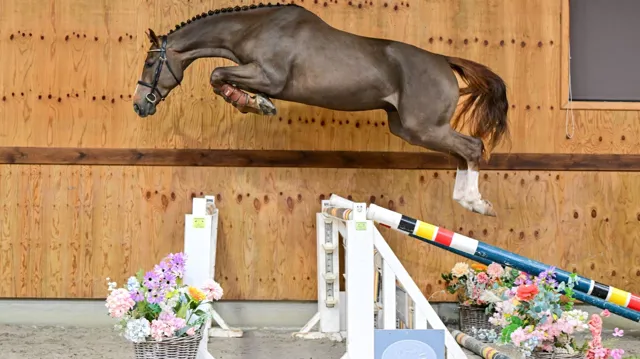 Uw volgende topsportpaard vindt u hier!