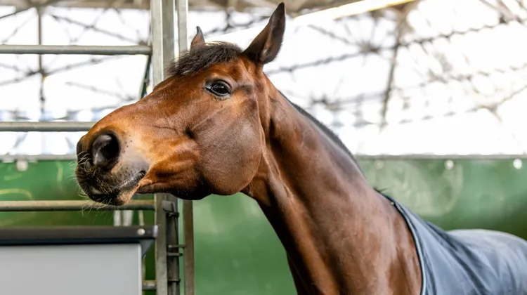 "Le cheval, lui, ne peut pas prendre la parole. Alors lorsqu’il devient nécessaire de parler pour lui, peut-être que notre silence n’est plus tout à fait une neutralité."