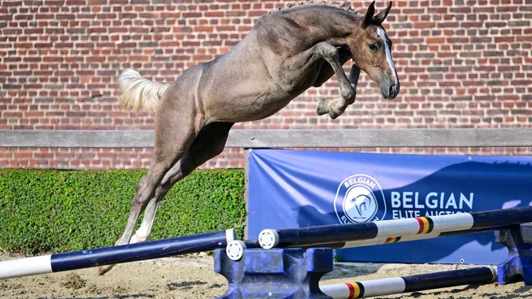 Het bieden gaat van start vanaf 29 augustus