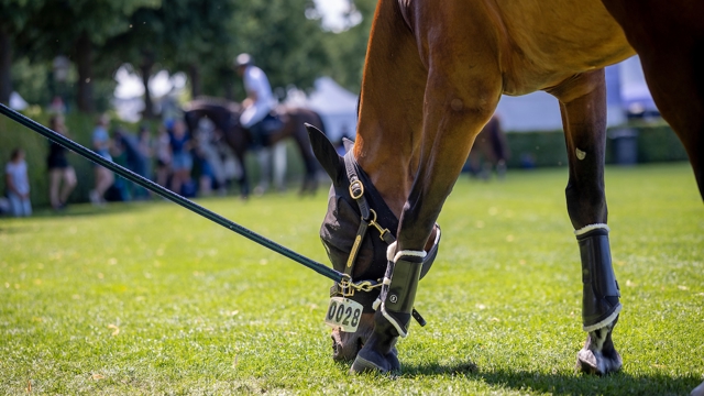 Aftellen naar de internationale competitie deze week