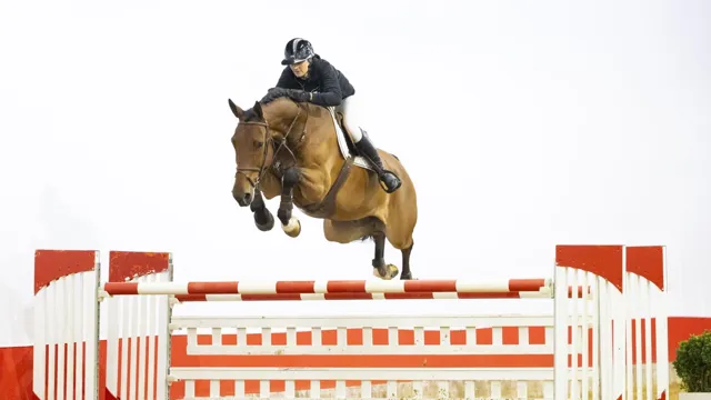 Met 90.000 euro de veilingtopper van dinsdagavond: D’Jambo Prova Z (Dynamite vt Hazelarenhoekje x Vivaldi du Seigneur)