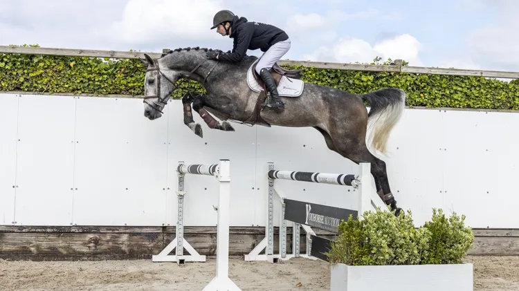 De vierjarige hengst Silver Storm EVO (Verdi x Cavalier) werd voor 32.000 euro verkocht aan kopers uit Mexico.
