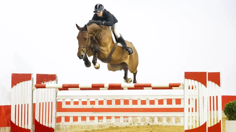 Met 90.000 euro de veilingtopper van dinsdagavond: D’Jambo Prova Z (Dynamite vt Hazelarenhoekje x Vivaldi du Seigneur)