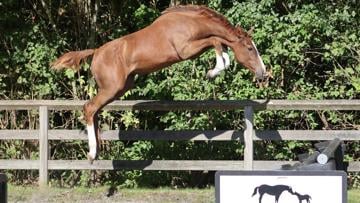 La sœur de la gagnante du Grand Prix CSI 5* proposée à la vente aux enchères Optimus 