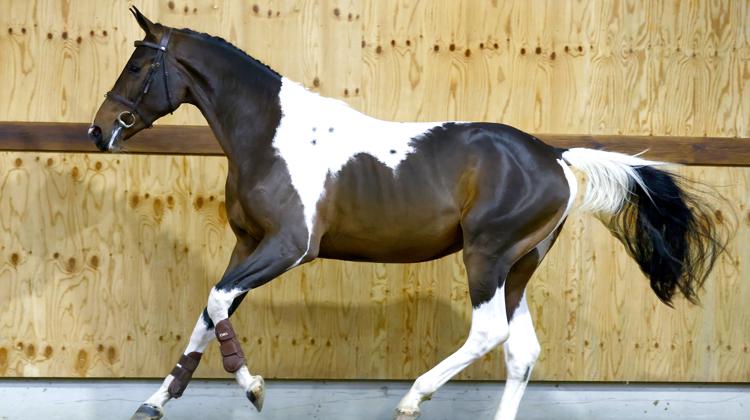 Horse Auction Belgium dévoile une nouvelle sélection de jeunes talents de saut d'obstacles
