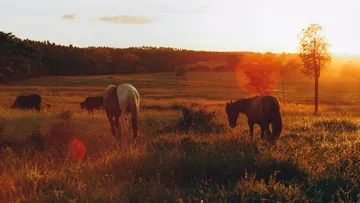 À l'automne, la vétérinaire Natacha Duquesnoy-Frankinet conseille de sécuriser le fourrage et de soutenir les chevaux fragiles avec des compléments adaptés.