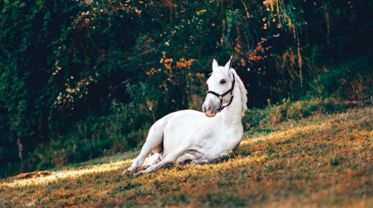 L'application Cheval Bien-Être a pour but de mesurer le niveau de bien-être des chevaux dans leur habitat et d’agir en conséquence pour leur offrir un cadre de vie le plus agréable possible.