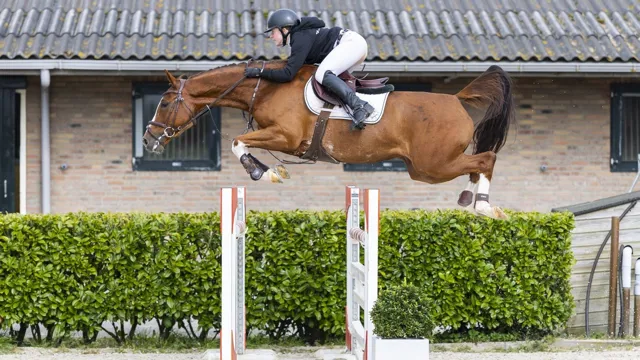 Met 50.000 euro de eerste veilingtopper van de Easter Edition: Andiamo Fee Z (Andiamo Semilly x I’m Special de Muze).