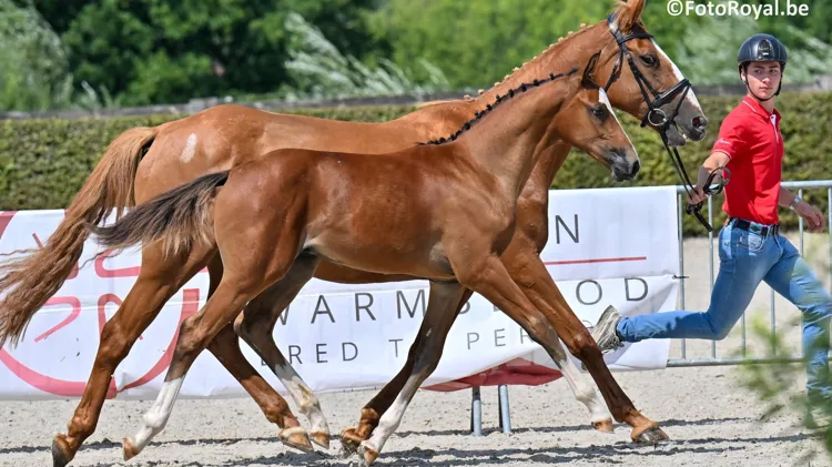 D'As Uniek D won de reeks voor mannelijke springveulens