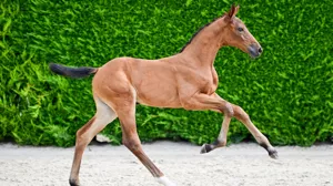 26 veulens in de BWP Online Foal Auction 2026