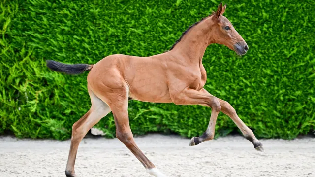 26 veulens in de BWP Online Foal Auction 2026
