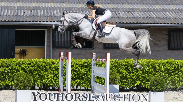De internationaal op 1.40m-niveau ervaren Mijn Dutch SF (Carrera VDL x Indorado) werd de veilingtopper van de Holiday Auction in augustus. 