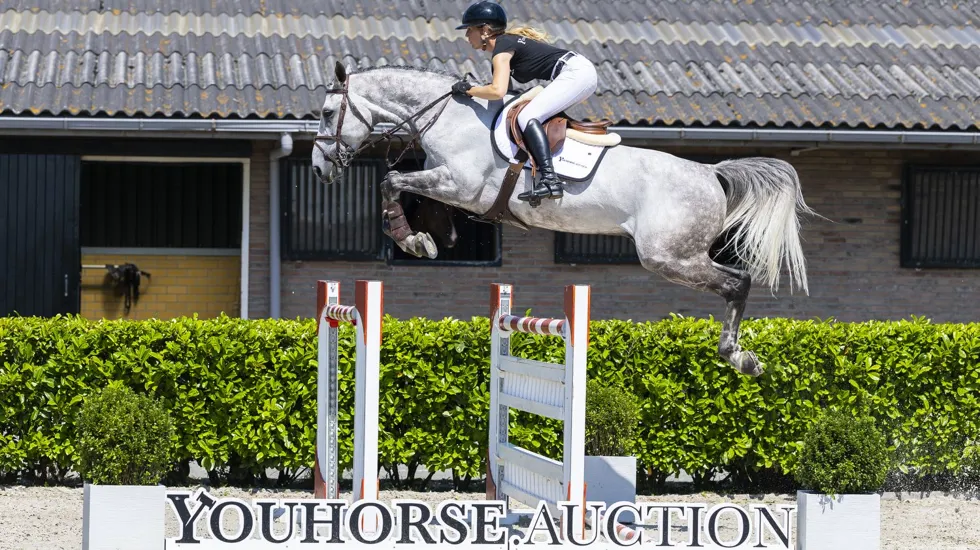 De internationaal op 1.40m-niveau ervaren Mijn Dutch SF (Carrera VDL x Indorado) werd de veilingtopper van de Holiday Auction in augustus. 