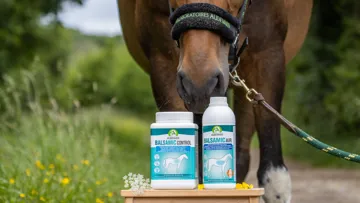 Cinq faits méconnus pour mieux comprendre la respiration du cheval.