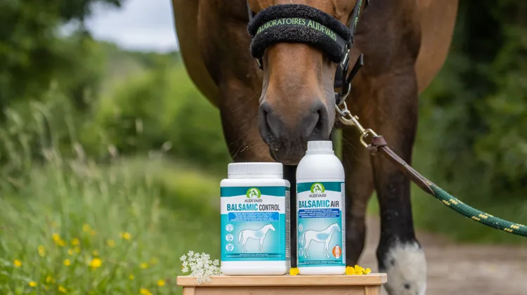 Cinq faits méconnus pour mieux comprendre la respiration du cheval.