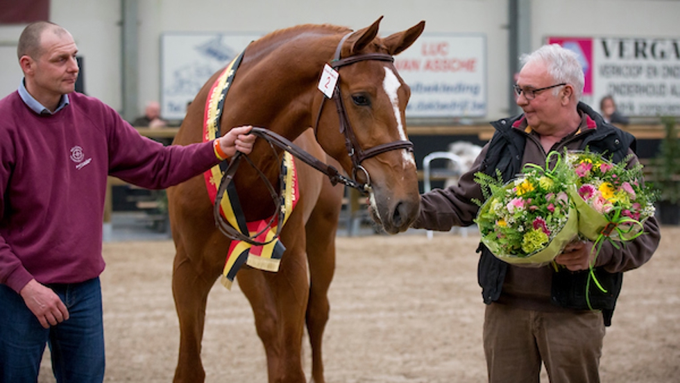 Leo Vermeiren tijdens de hengstenkeuring van BWP in 2016 met Equitron Naxcel V