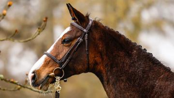 Première vente aux enchères en ligne pour la Breen Equestrian, du 10 au 11 avril