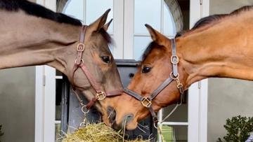 Les purificateurs de foin (Haygain et Nuveq) à l’honneur chez À Cheval